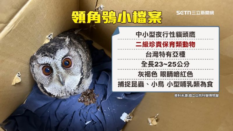 領角鴞介紹