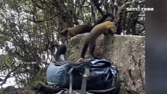 獨／攀玉山輕裝登頂　包放碎石坡食被偷光