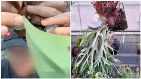 植栽店老闆外型陽光帥氣，對於女客人瘋狂愛慕追求，不堪其擾決定提告，判決出爐。（圖／翻攝店家臉書）