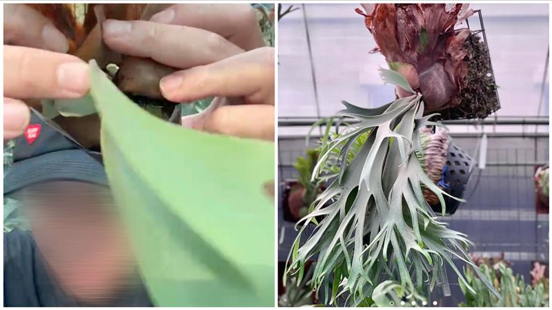 女客「匯95次1元」備註表白　帥老闆崩潰