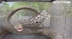 台南市安南區「蛇窟」半年捕12尾大蛇。（圖／鄭琨諺提供）