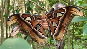 公蛾拒絕其它母蛾誘惑，選擇等2日後「青梅竹馬」羽化後，才順利完成交配。（圖／翻攝自「花樹銀行」臉書）