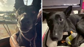 V碼頭偷狗虐1200