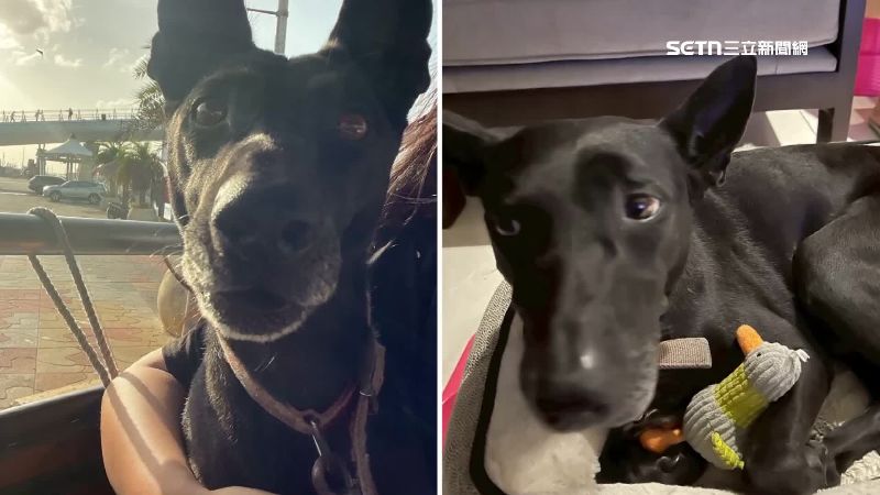 公園虐殺米克斯黑犬棄屍！淡水男下場曝光