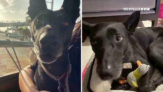 公園虐殺米克斯黑犬棄屍！淡水男下場曝光