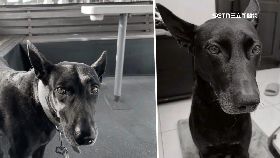 V碼頭偷狗虐1200