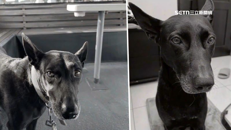 街友闖漁船偷狗　「吊起來虐死」畫面曝