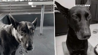 街友闖漁船偷狗　「吊起來虐死」畫面曝