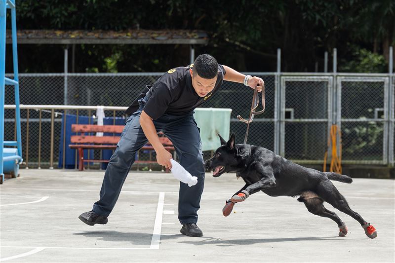 毛巾捲正是軍犬心目中至高的獎賞。（圖／文化總會提供）