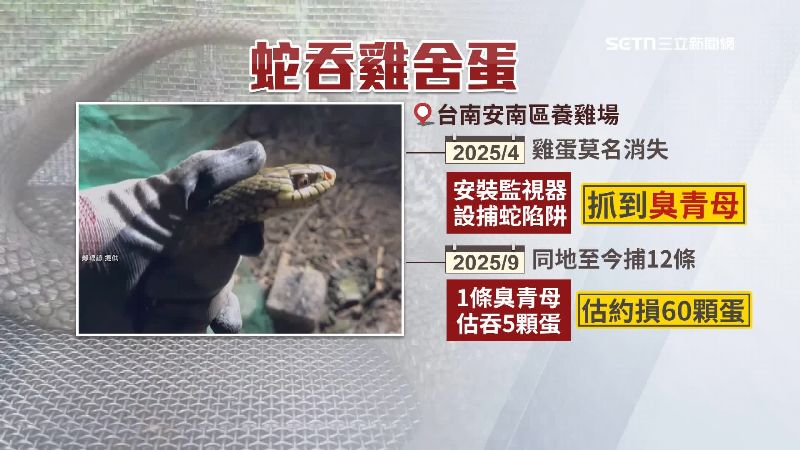 業者初估雞蛋至少損失60顆