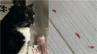 沙發上莫名出現血跡！家貓異常…結果笑翻