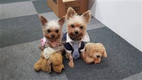 飼主別踩雷！寵物凍乾網購爆違規案件　一年百起已重罰千萬（圖／李宜樺攝）毛小孩　毛經濟　　furkids