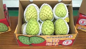 台東鳳梨釋迦傳喜訊　外銷中國量能再增加