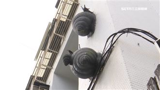 大安區民宅牆現「巨型蝸牛」　專家：安居