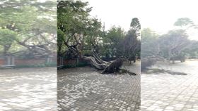 又傳校園老樹倒塌！台中老榕樹「整棵倒」（圖／翻攝畫面）