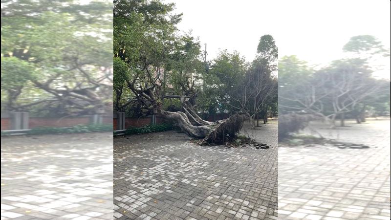 這棵老榕樹疑因樹根長期腐爛不堪負荷，突然整株傾倒，所幸當時校園內外均無人經過。（圖／翻攝畫面）