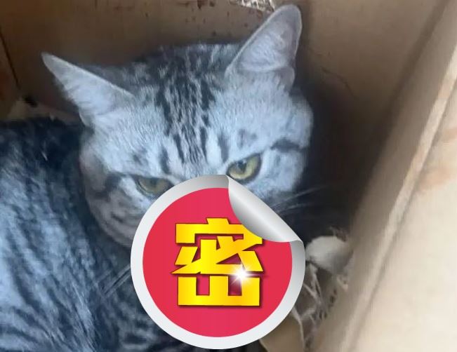 貓咪墜樓受傷後的模樣「太特別」，引起網友熱議。（圖／翻攝自微博）