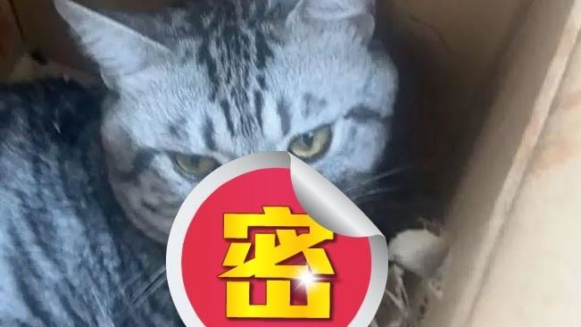 貓摔倒留下疤痕！網心疼一看：怎有點性感