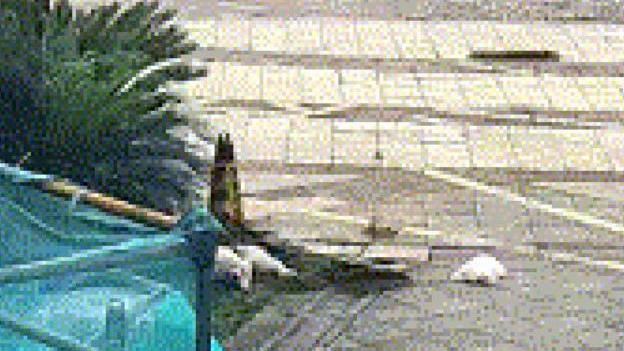 妹不幫清狗大便！陸女竟將2隻狗丟下21樓