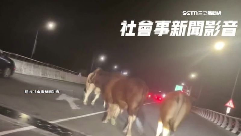 屏東潮州大橋，凌晨出現牛群逛大街