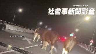 潮州大橋牛群擋道　駕駛「按喇叭」驅趕