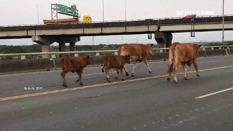 牛群不是第一次逛大街擋道