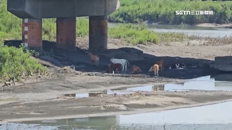 大橋下方就是河川跟堤防滿滿都是牛