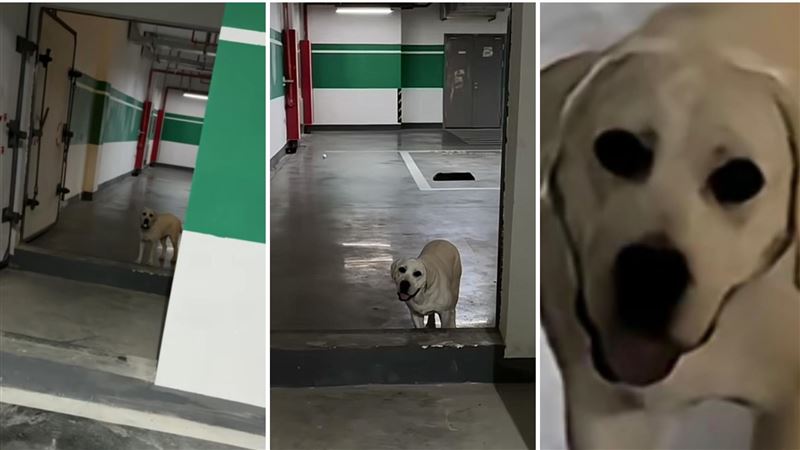 深夜地下室人面犬出沒 眼神空洞緊盯路人