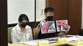 林小姐丈夫（右）展示妻子術後雙腿留下大面積疤痕、腳趾壞死需反覆治療。（圖／記者簡浩正攝影）