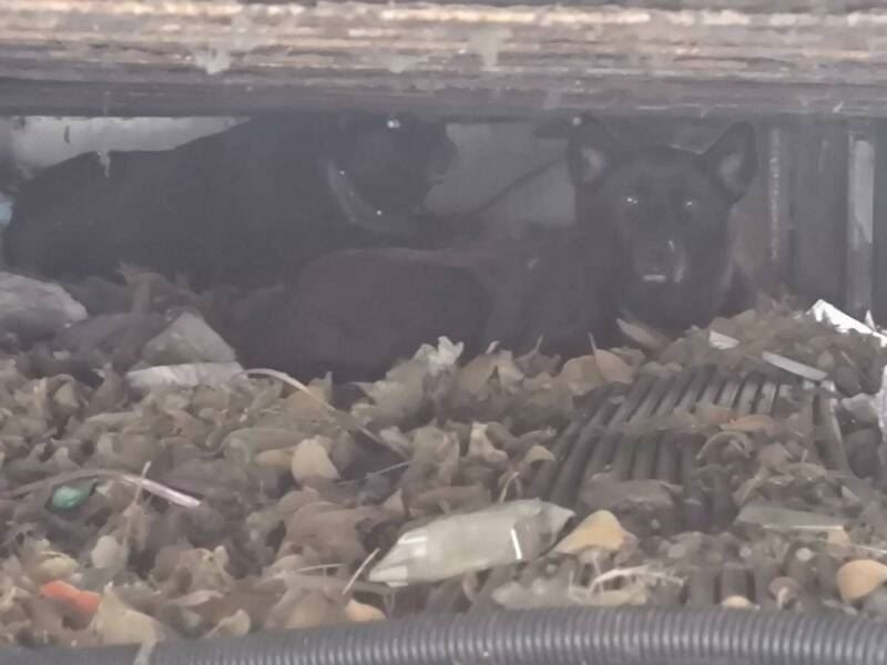 許多學生遭這2隻埋伏的猛犬襲擊。（圖／翻攝畫面）