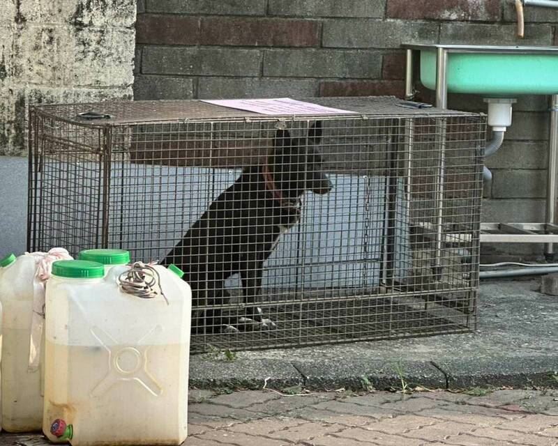 經動物防疫所誘捕，今日凌晨已有1隻落網。（圖／翻攝畫面）