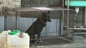 彰化和美2猛犬出沒！學生上下課遭追吠　防疫所誘捕：1落網1在逃