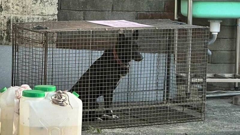彰化和美2犬追吠學生！防疫所誘捕：1在逃