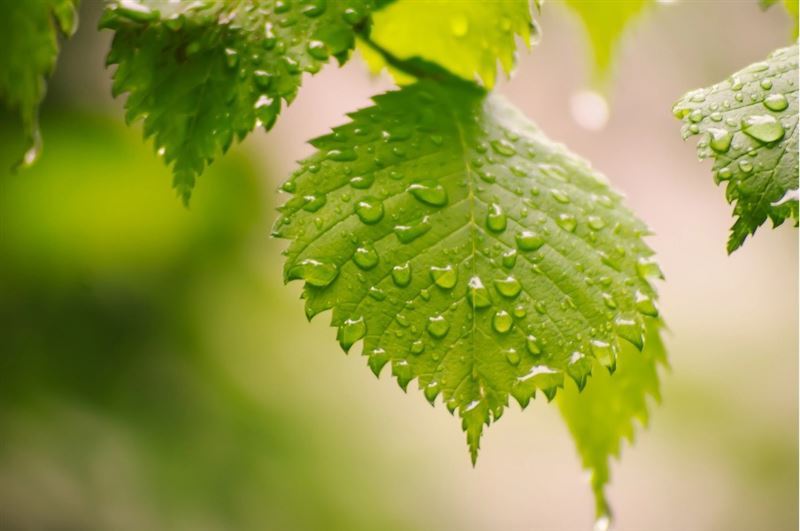 白露節氣到。(示意圖/翻攝自Pixabay)