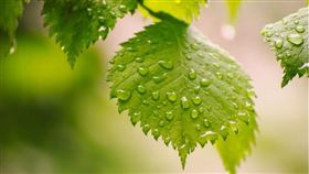 ▲白露節氣到。（示意圖／翻攝自Pixabay）