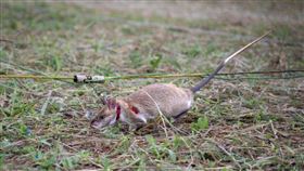 英雄鼠正在搜索地雷。（圖／翻攝自APOPO官網）