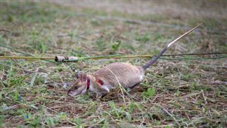 有地雷！老鼠嗅覺可除雷還能檢測肺結核