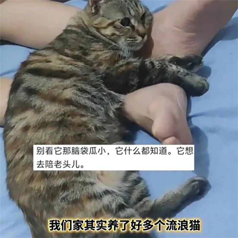 老先生的女兒對家中貓咪的靈性感到驚奇,上網分享感動無數網友。(圖/翻攝自微博 @鴨聖婆)