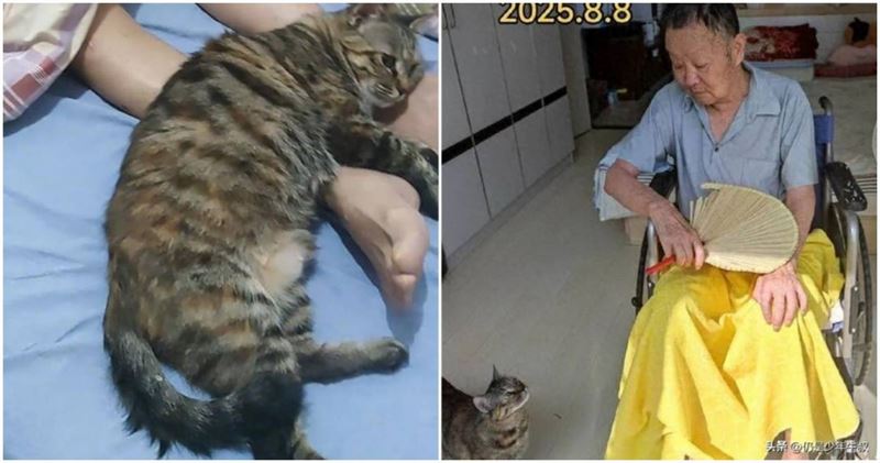 北京一位老先生六前收養一隻流浪貓,他臥病在床,貓咪一直守候在他身邊。(圖/翻攝自微博 @鴨聖婆)