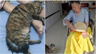 父逝1小時後老貓離世　女淚崩：怕爸寂寞