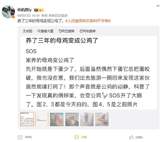 网友发现养了三年的母鸡变公鸡，上网科普真的有这回事。 （图/翻摄微博）