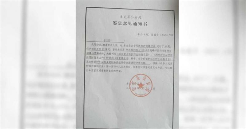 警方鑑定，肇事蜂群為墨胸胡蜂，屬高危種類。（圖／紅星新聞，下同）