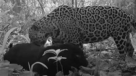 科學家在巴西亞馬遜叢林深處設置自動相機陷阱，首度拍攝到野生黑色母美洲豹與斑點公美洲豹交配的過程。（翻攝自UEA YouTube）