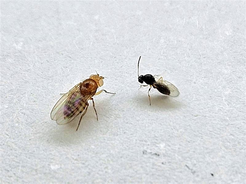 恩主公醫院與台大團隊研究證實：腸道菌影響記憶，果蠅實驗顯示斷菌失憶、補菌恢復，為失智防治帶來新契機。 （圖／恩主公醫院提供）