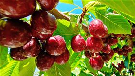 美國櫻桃、加拿大櫻桃、華盛頓空運櫻桃。（圖／記者許雅惠攝影） 