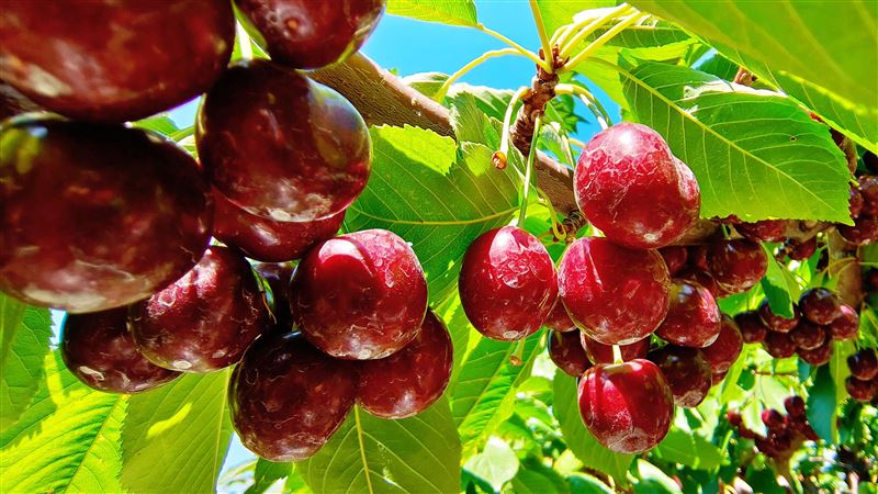 爽吃櫻桃趁現在！銷量訂單大跌、降價出清