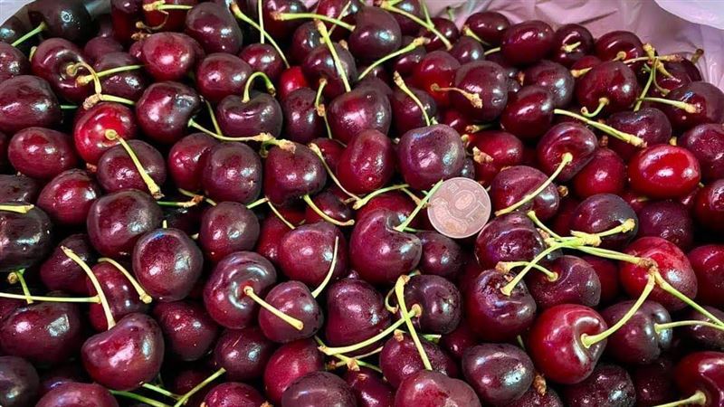 櫻桃富含青花素等抗氧化劑，向來頗受歡迎，但其果實不利人體健康。（圖／資料照）