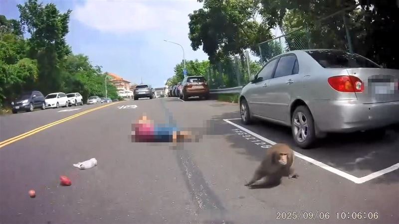 獼猴將婦人撲倒後隨即逃逸，全程被後方騎士拍下。（圖／翻攝自Thread @1xyz_yo）