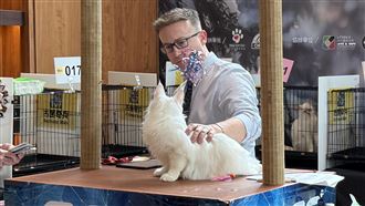 喵奴們快衝！稀有品種登場高雄貓展