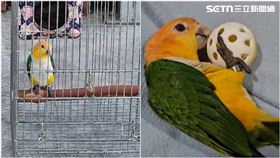 重金懸賞 金頭凱特鸚鵡飛走 飼主賞金6萬6